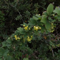 Berberis wightiana C.K.Schneid.